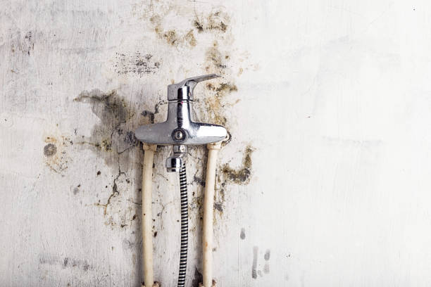 Best Mold Remediation  in Pennington, NJ