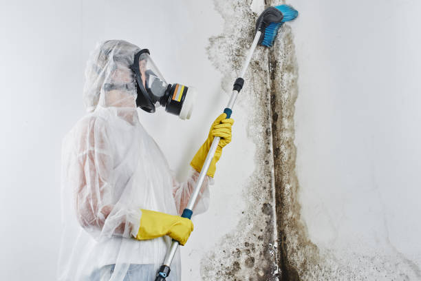 Best Commercial Mold Removal  in Pennington, NJ