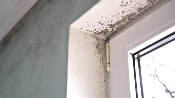 Office Mold Removal Services in Pennington, NJ