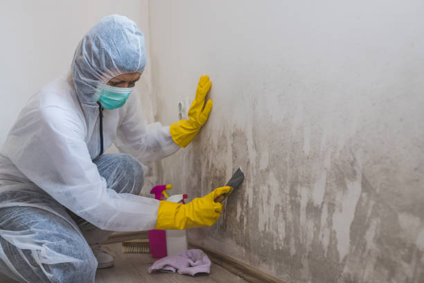Best Attic Mold Removal  in Pennington, NJ