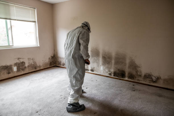 Best Certified Mold Removal  in Pennington, NJ
