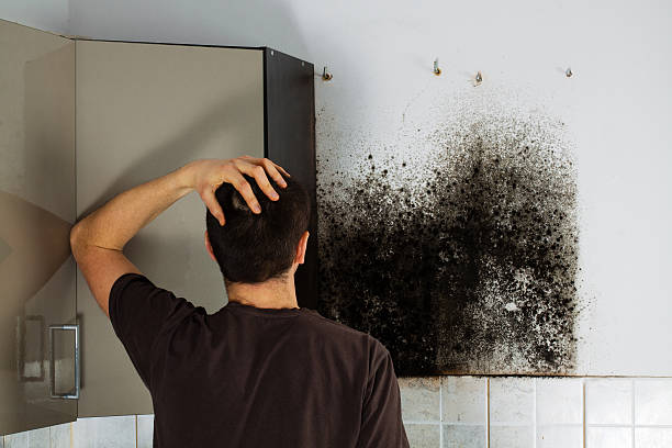 Best Mold Damage Repair  in Pennington, NJ